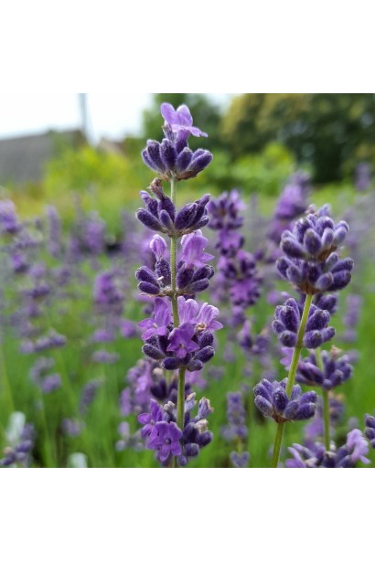 Лаванда Платинум Ніко колосовидні суцвіття